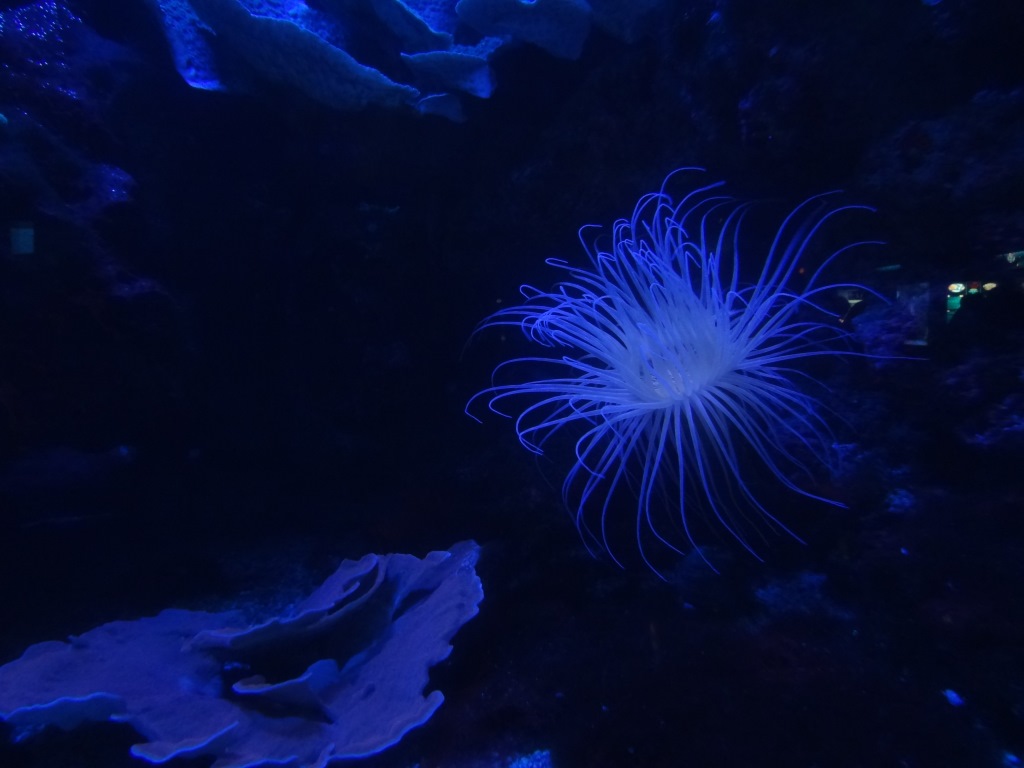 De kleuren van Zuid-Frankrijk:&nbsp;indigo