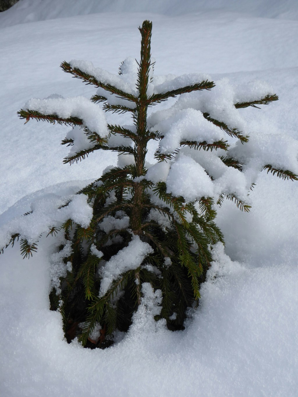 Bomen in de sneeuw, Le&nbsp;Corbier
