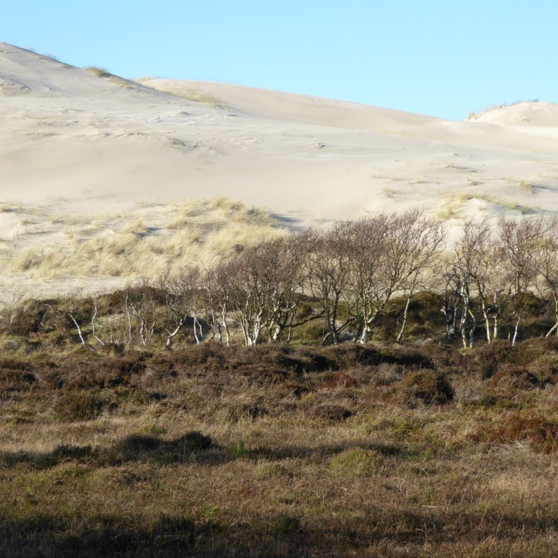 De duinen bij Bergen aan&nbsp;Zee
