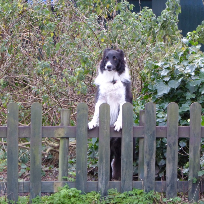 Ik wil jou (of wie dan ook) achterna&nbsp;jagen