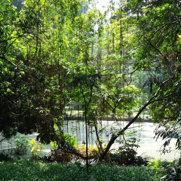 Botanische tuinen, Bogor