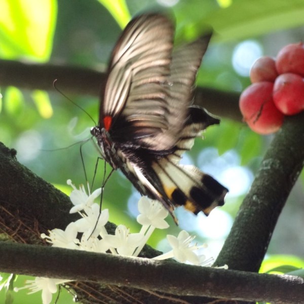 Vlinder in de botanische tuinen,&nbsp;Bogor