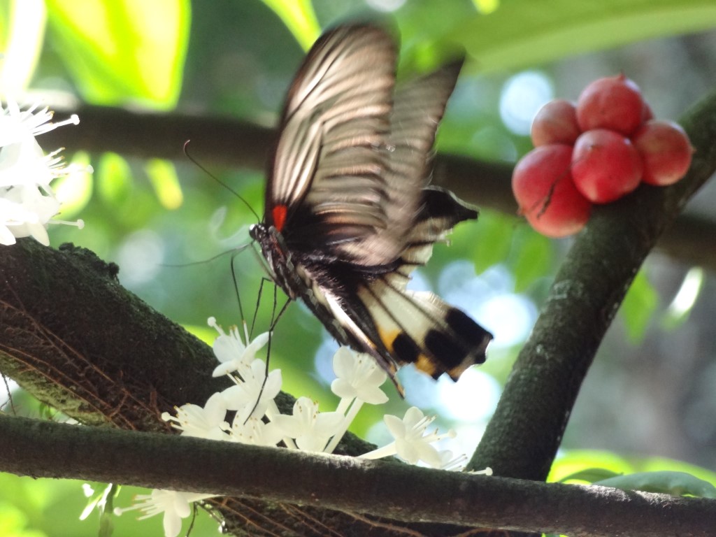 Vlinder in de botanische tuinen,&nbsp;Bogor