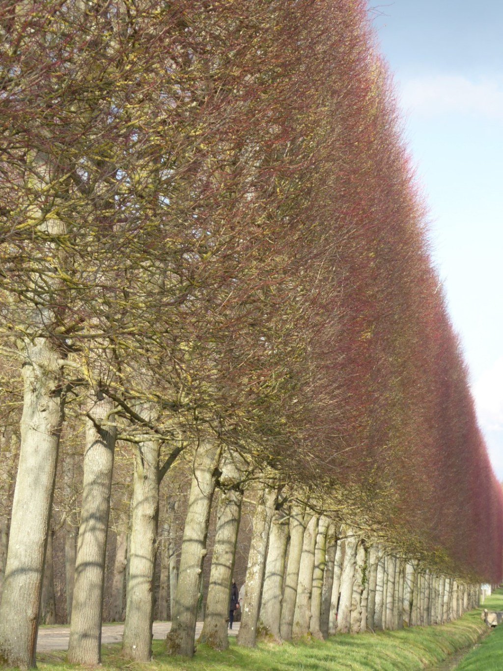 Bomen in de tuinen van Versailles