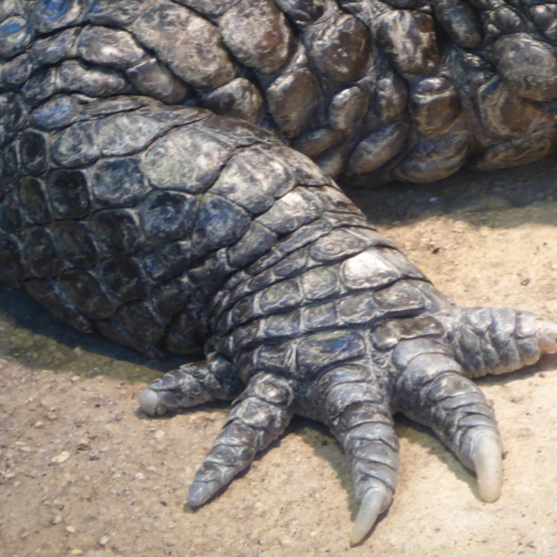 Reptielenhuis, Koenigswinter