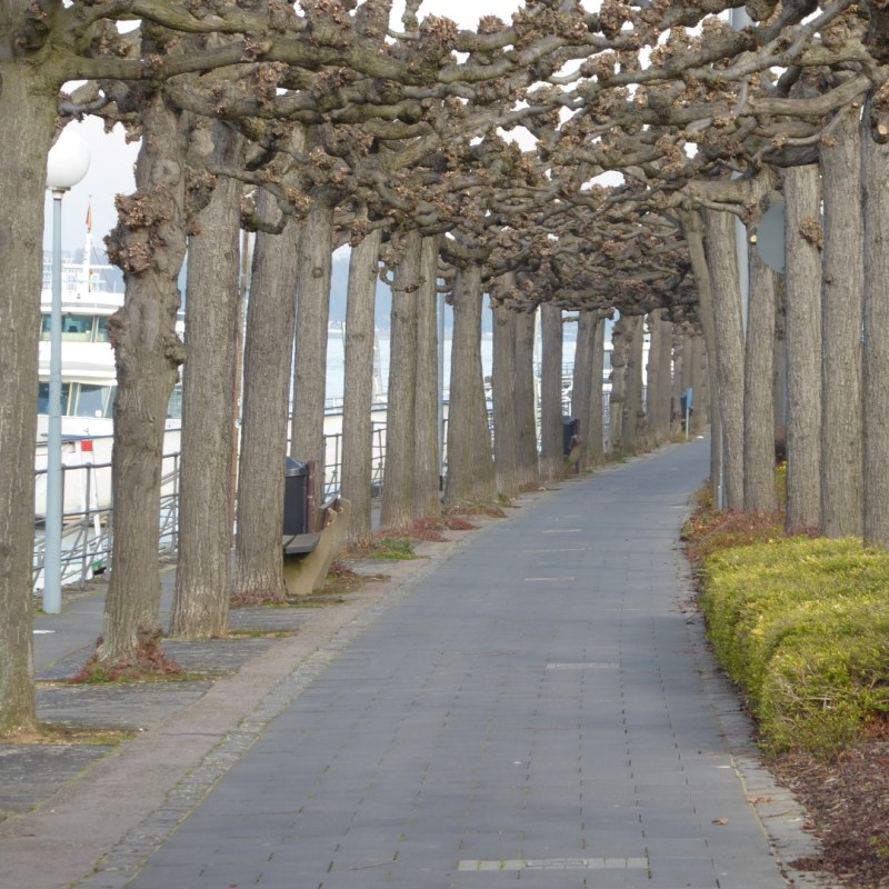 Rijnoever, Koenigswinter