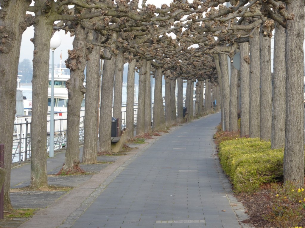 Rijnoever, Koenigswinter