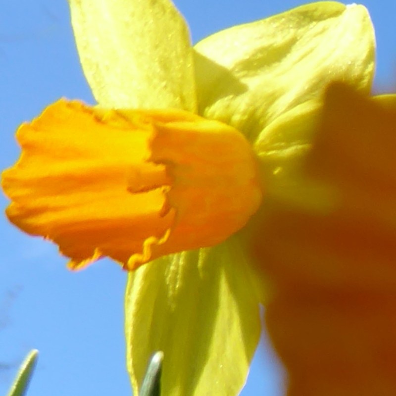 Narcissen