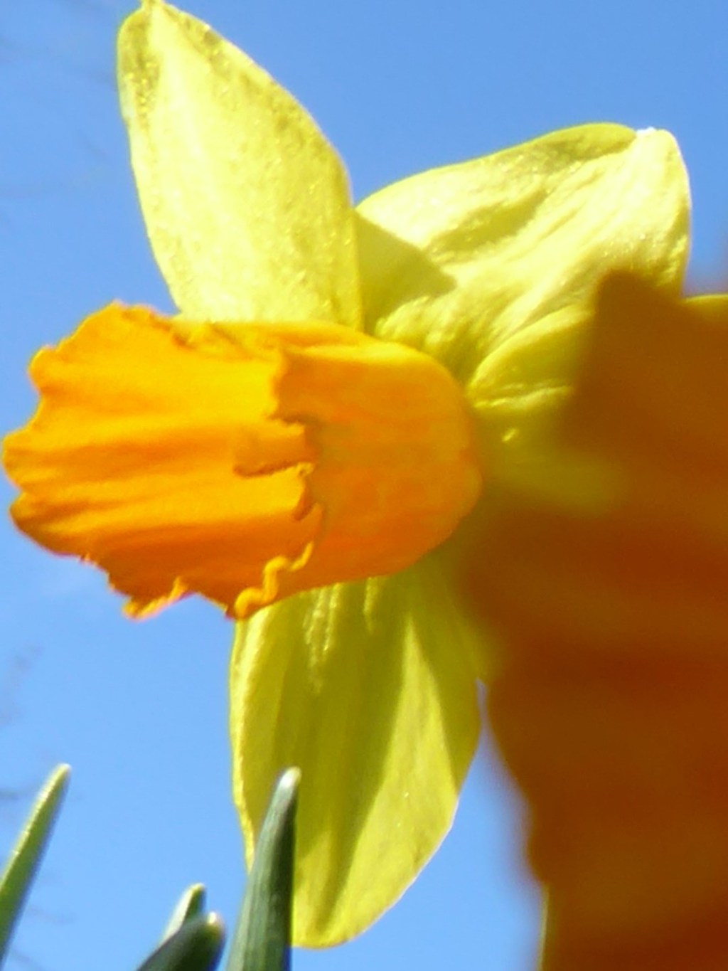Narcissen