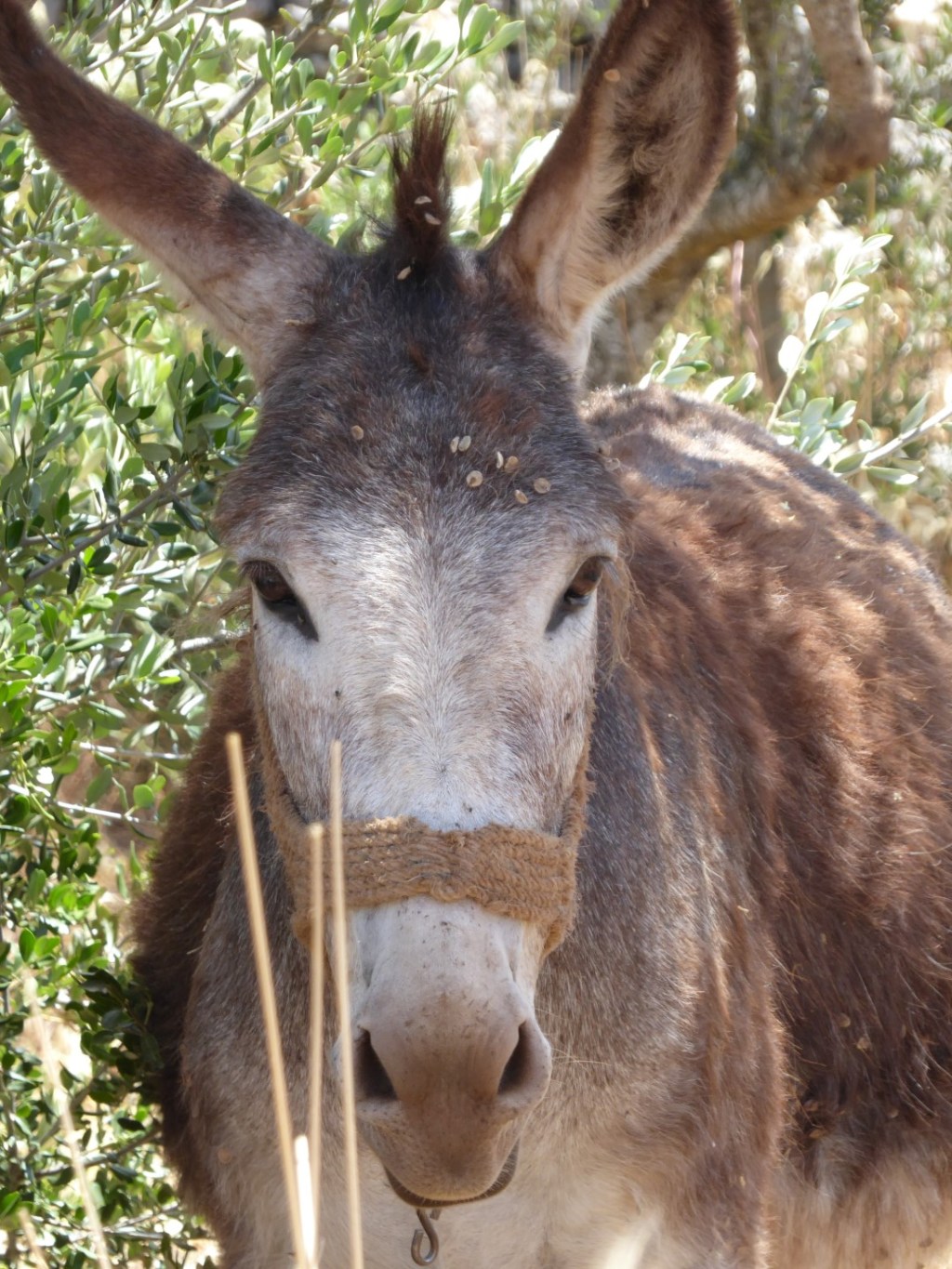Mede-bezoekers, Griekenland