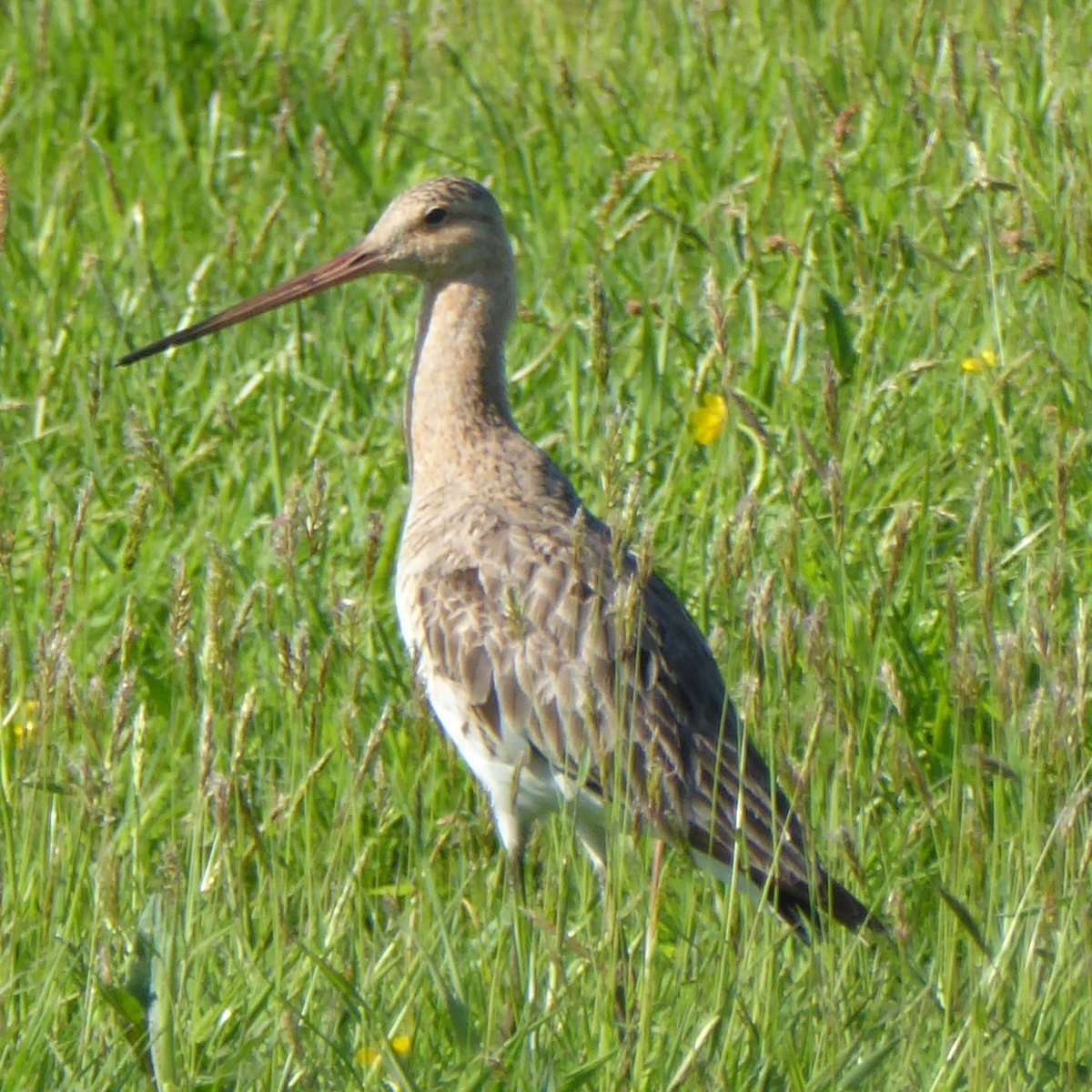 Grutto’s in het weiland,&nbsp;Krommenie