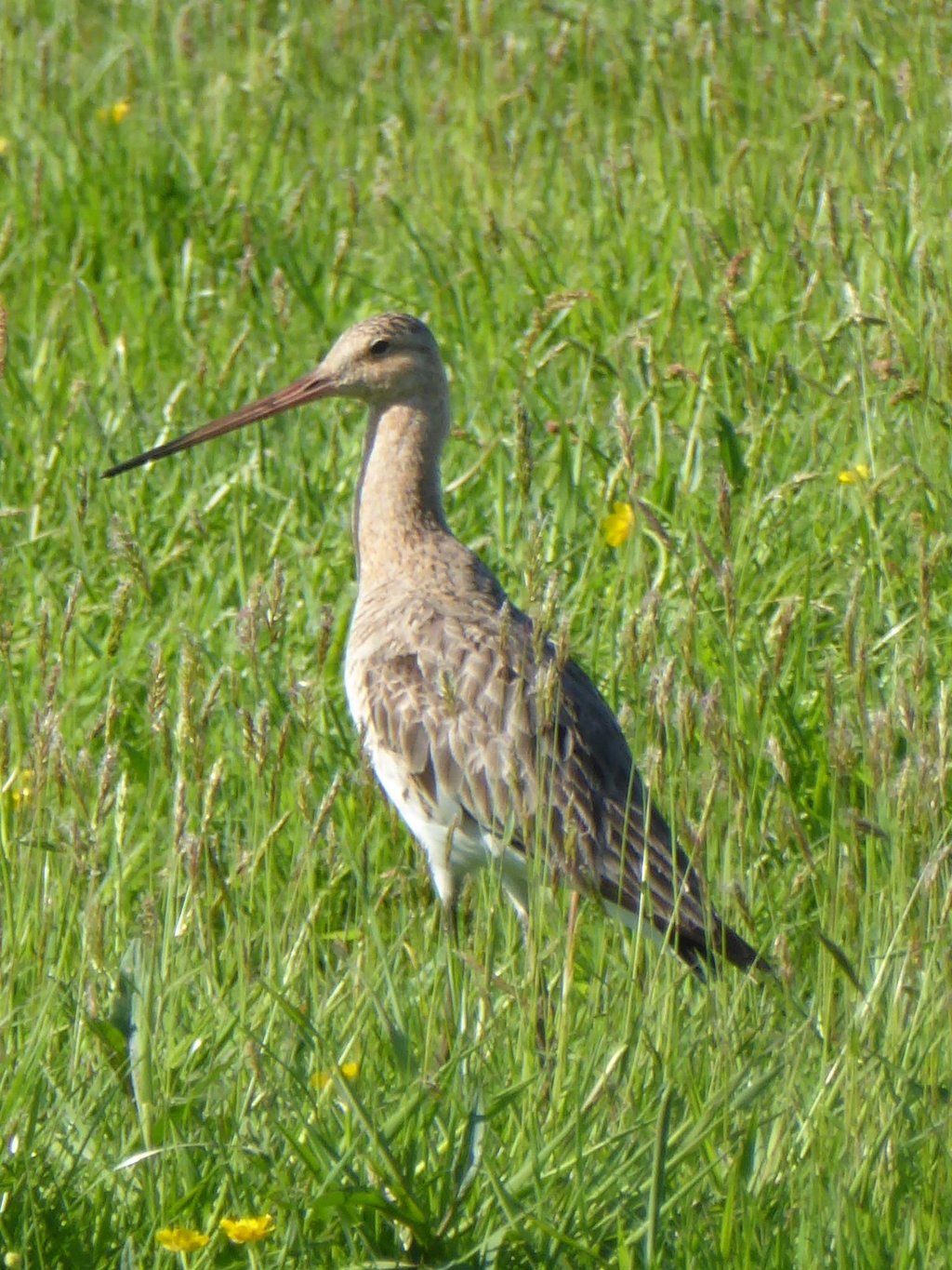 Grutto’s in het weiland,&nbsp;Krommenie