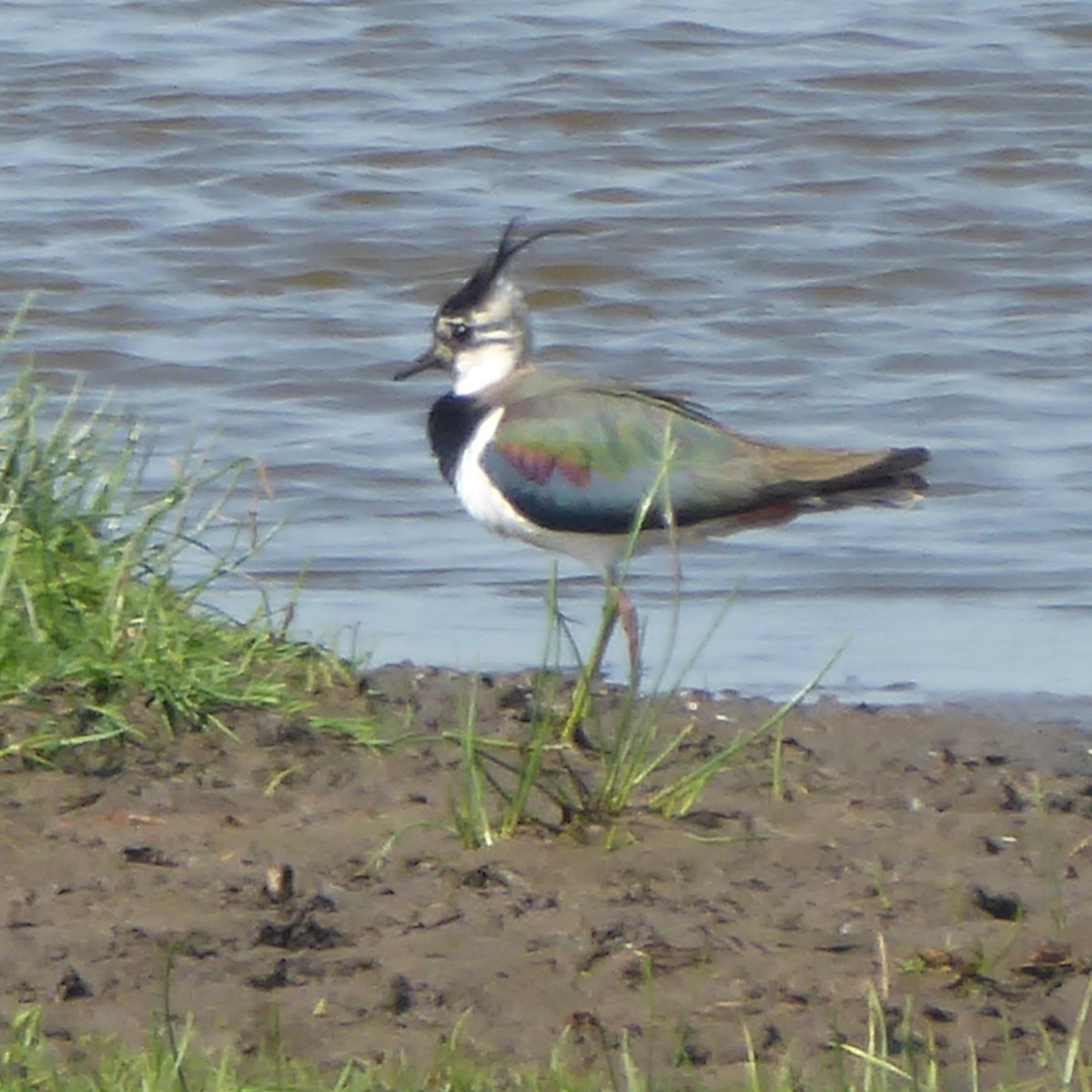 Vogelaarsparadijs in de polder,&nbsp;Wormerland