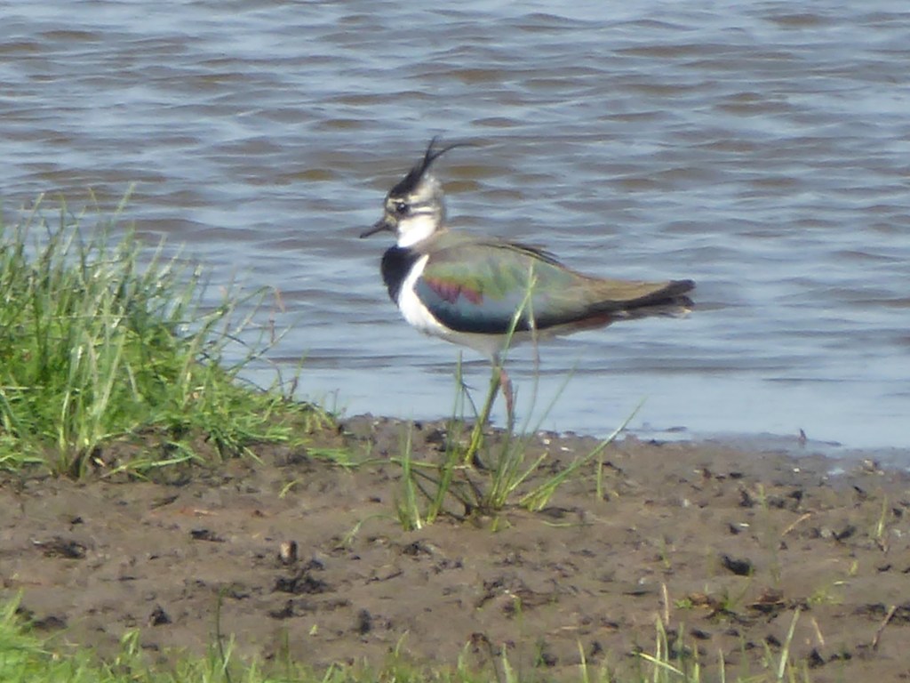 Vogelaarsparadijs in de polder,&nbsp;Wormerland