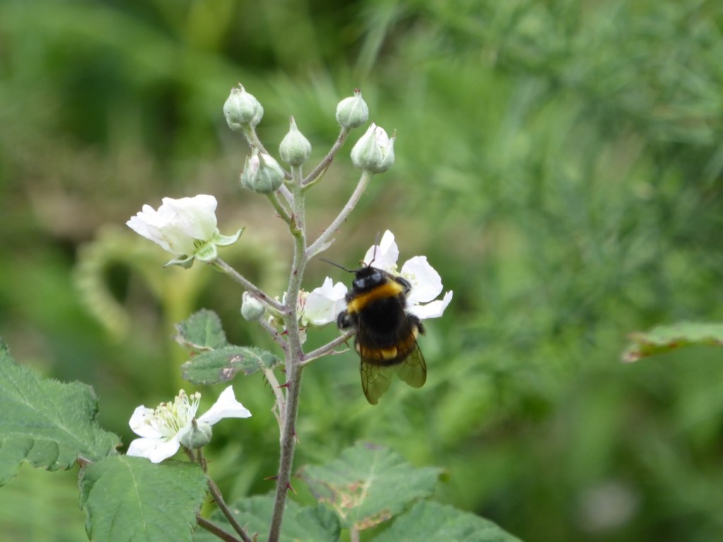 Kleine schoonheid, Urdaibai