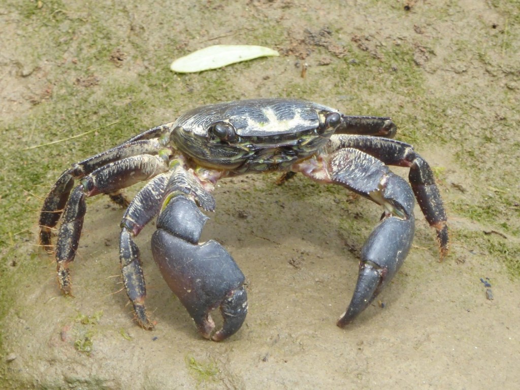 Krab