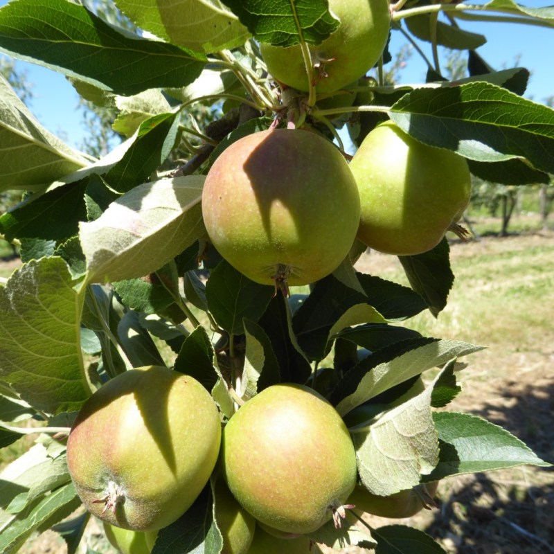 Appelboompjes rond  Meckenheim