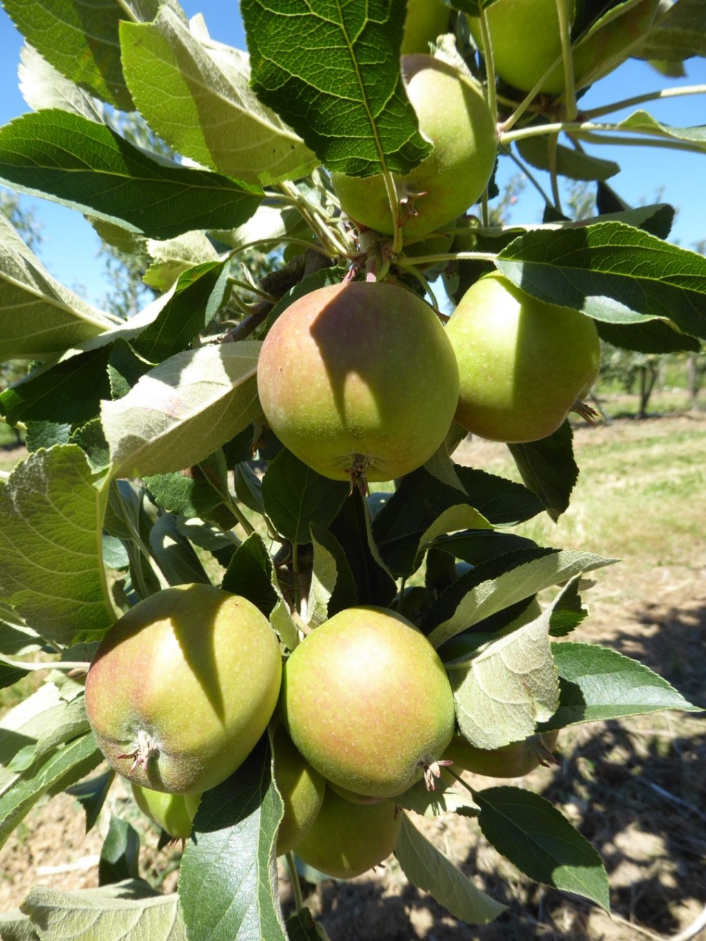 Appelboompjes rond  Meckenheim