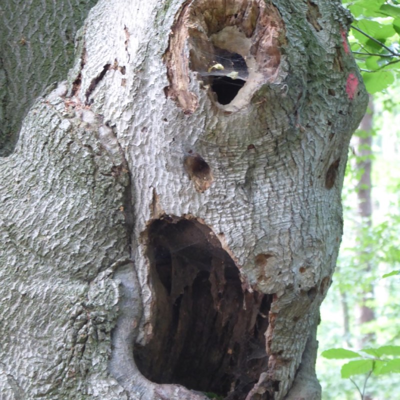 Gezichten in het bos,&nbsp;Kottenforst
