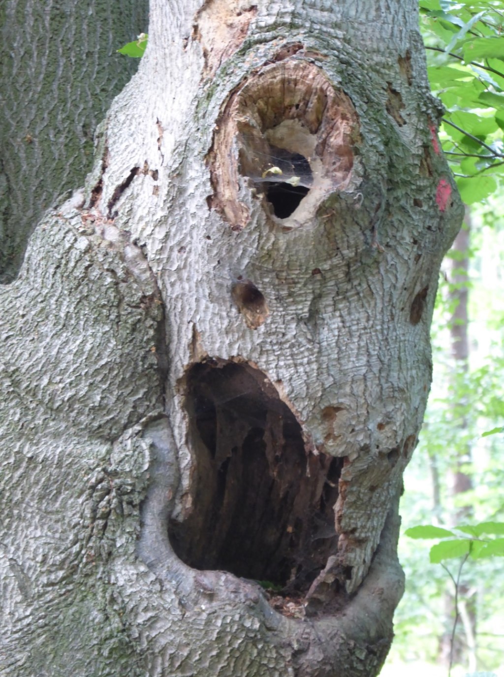 Gezichten in het bos, Kottenforst