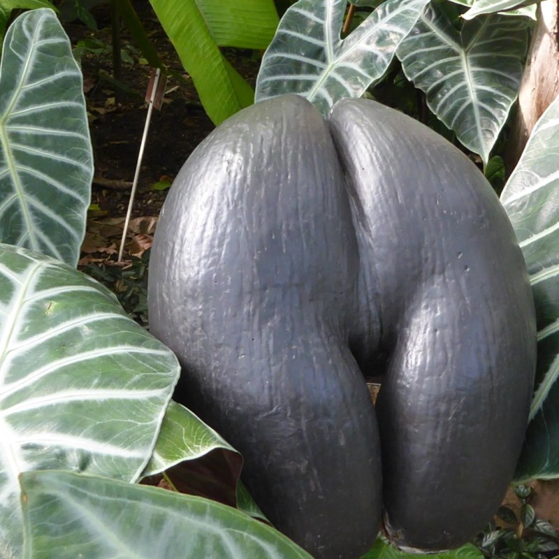 Botanische tuin, Bonn