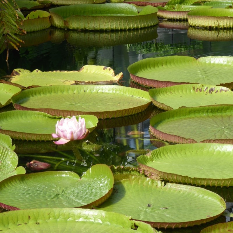 Waterlelies in de botanische tuin,&nbsp;Bonn