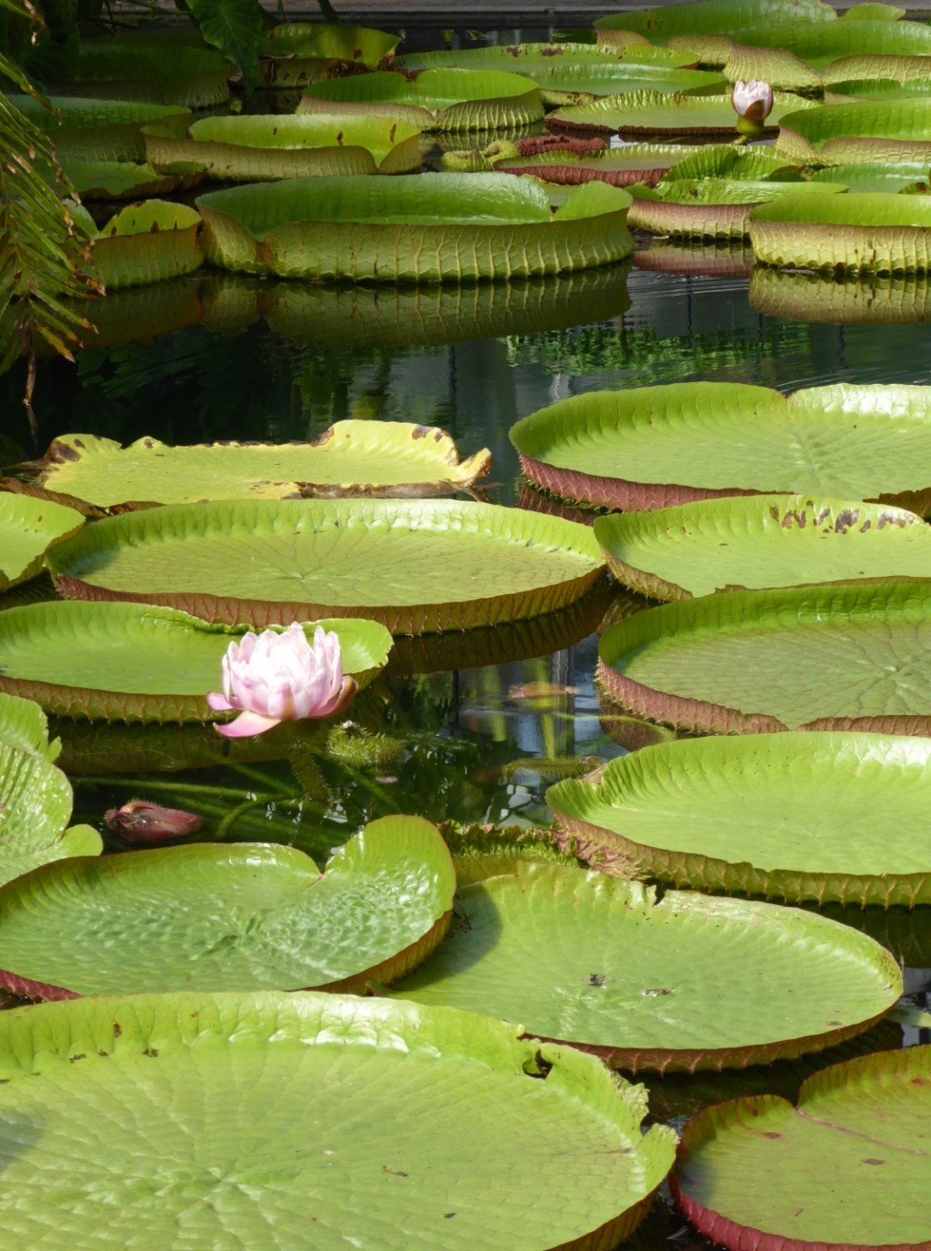 Waterlelies in de botanische tuin, Bonn