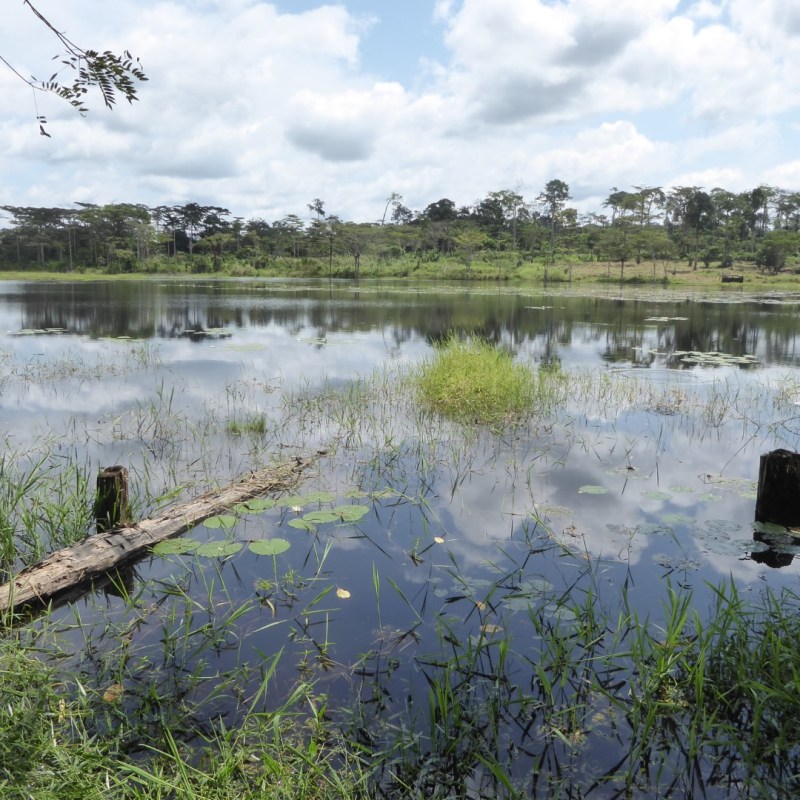 (On)voorspelbare vrije dagen