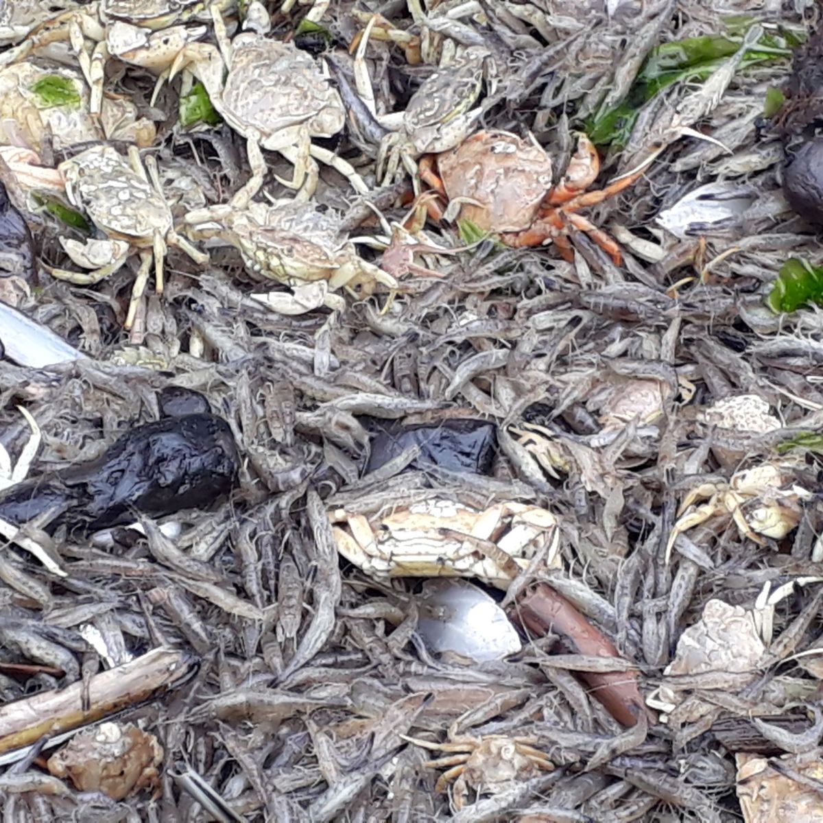 Garnalen vissen, Texel