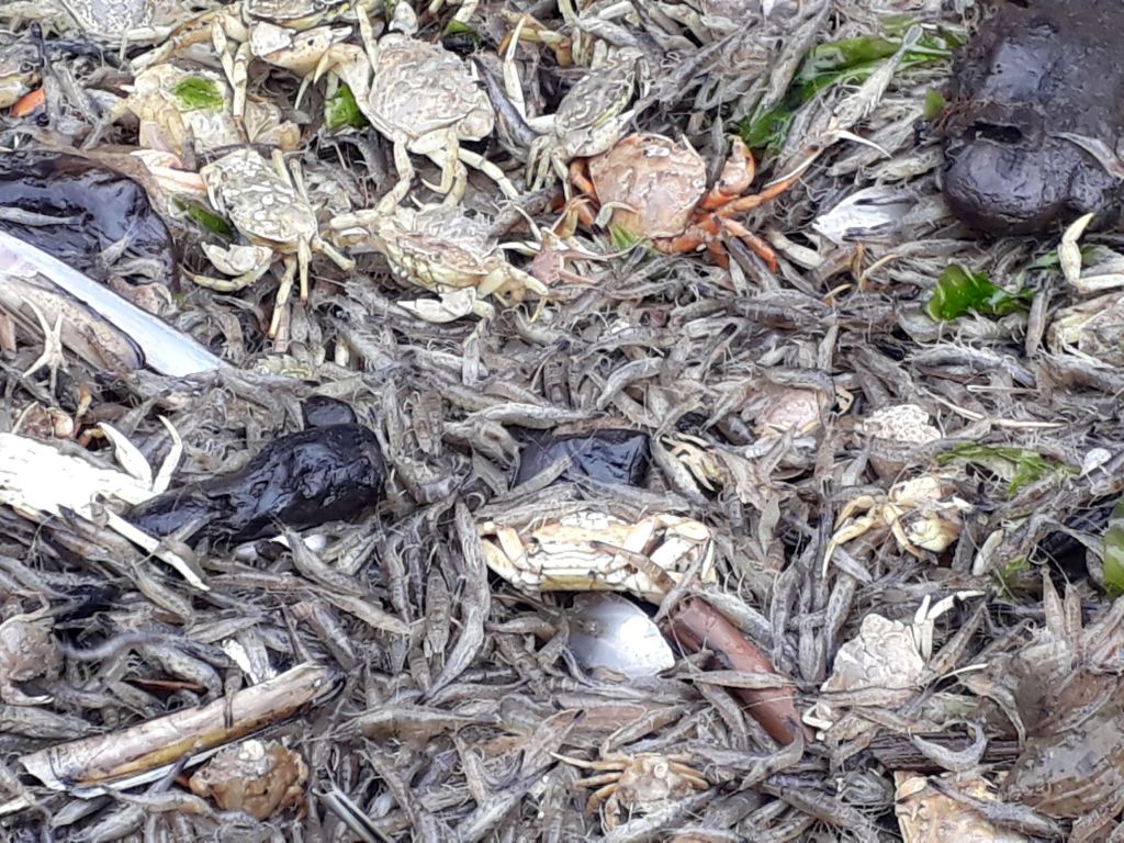 Garnalen vissen, Texel