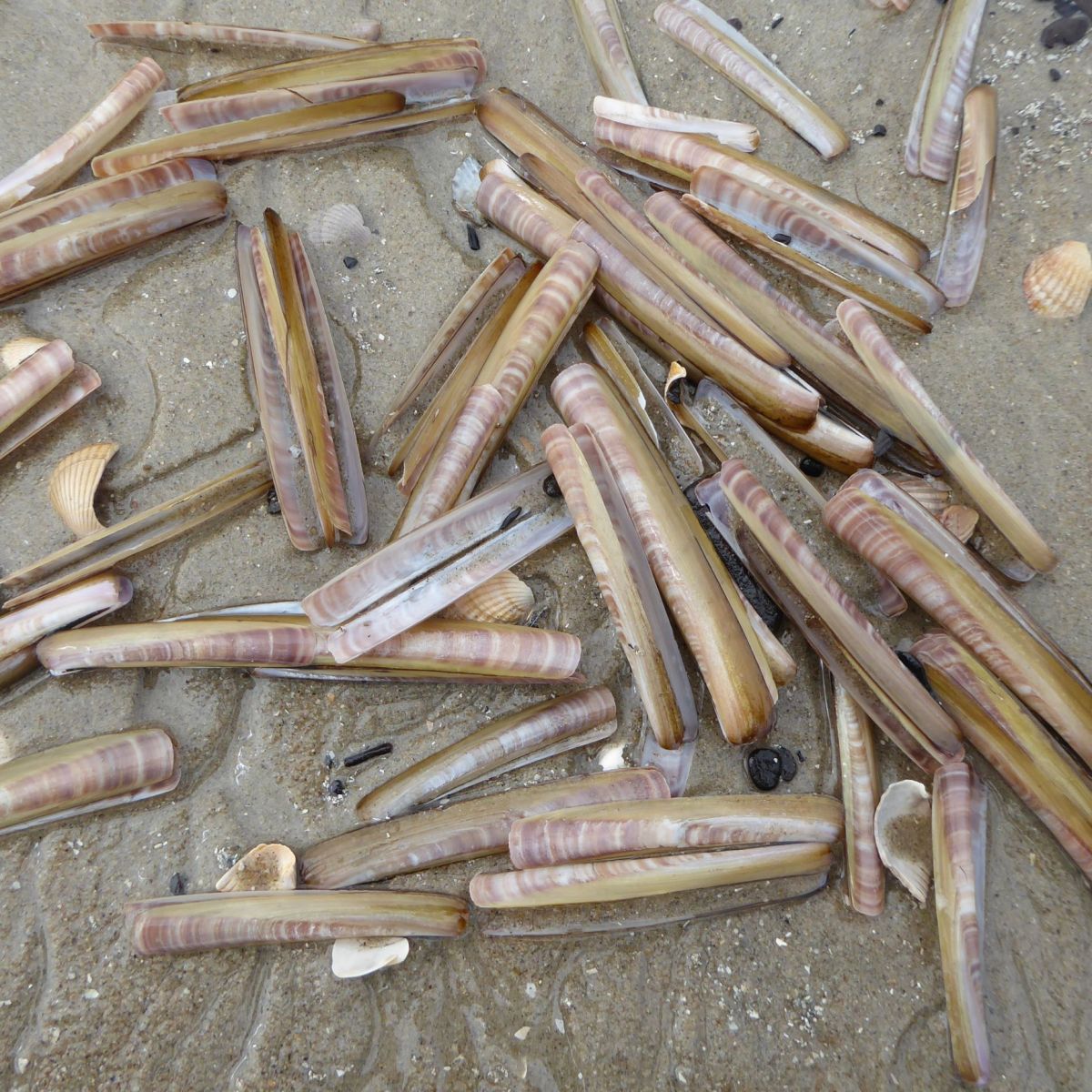 Schelpen op het&nbsp;strand
