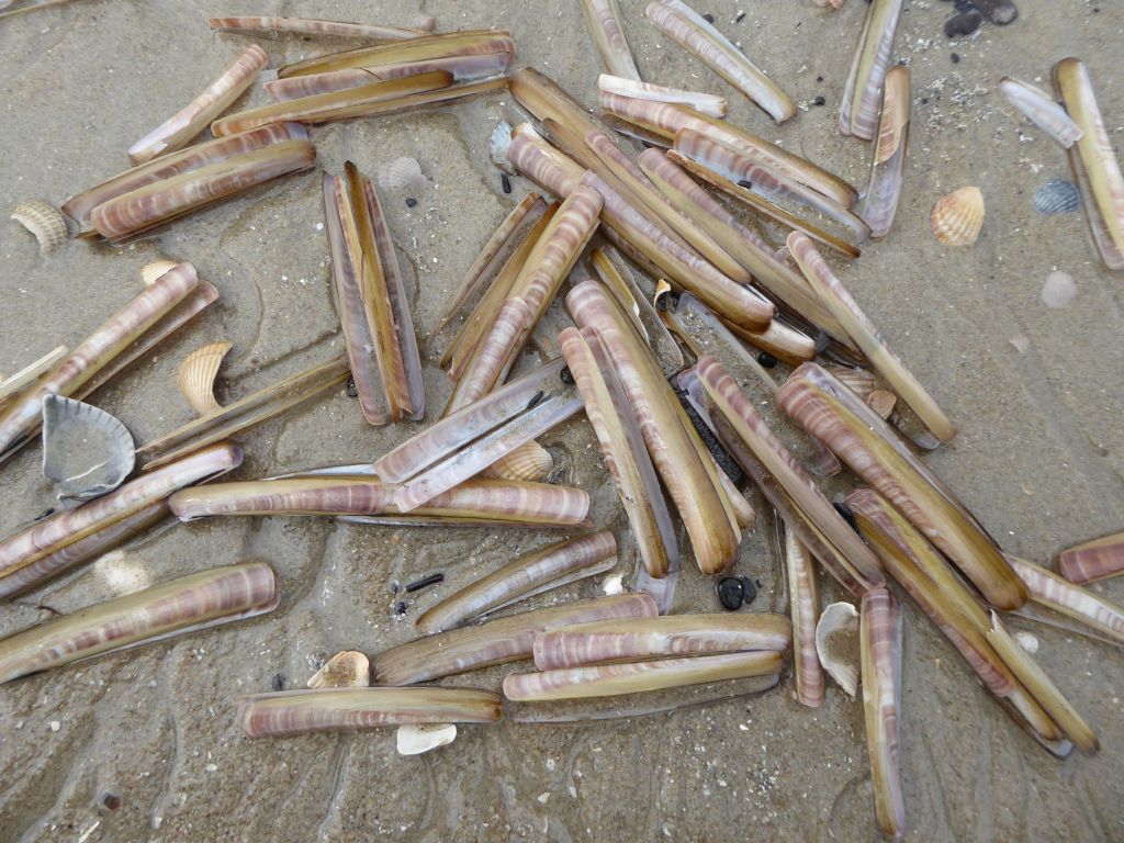 Schelpen op het strand