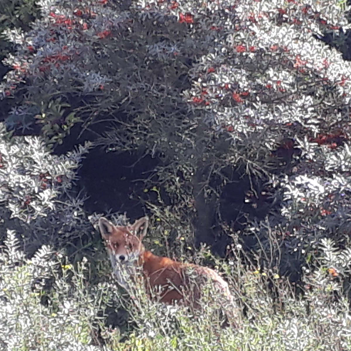 Jonge vos in de duinen,&nbsp;Kijkduin