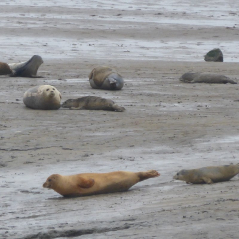 Zeehondjes kijken, Punt van&nbsp;Reide