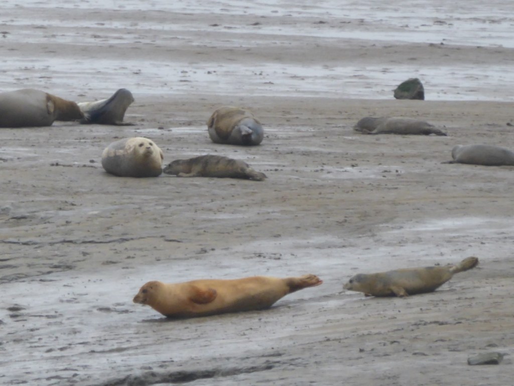 Zeehondjes kijken, Punt van Reide