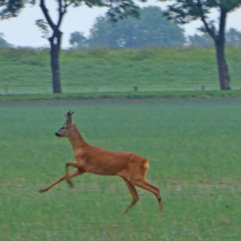 Herten in de velden,&nbsp;Groningen