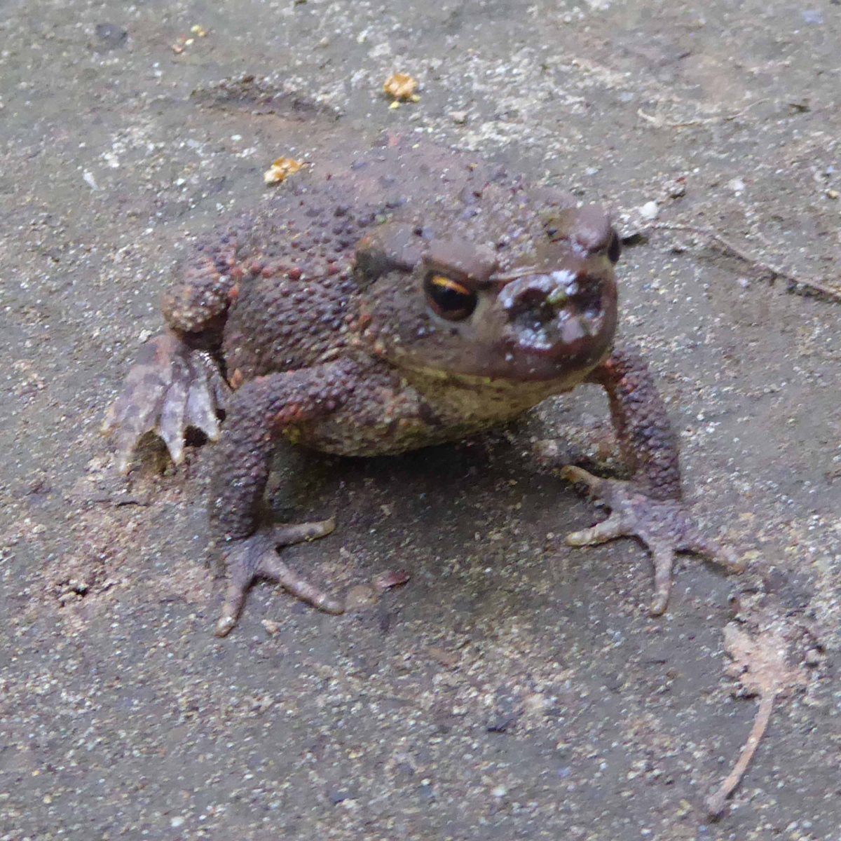 Neusgaten van de&nbsp;pad