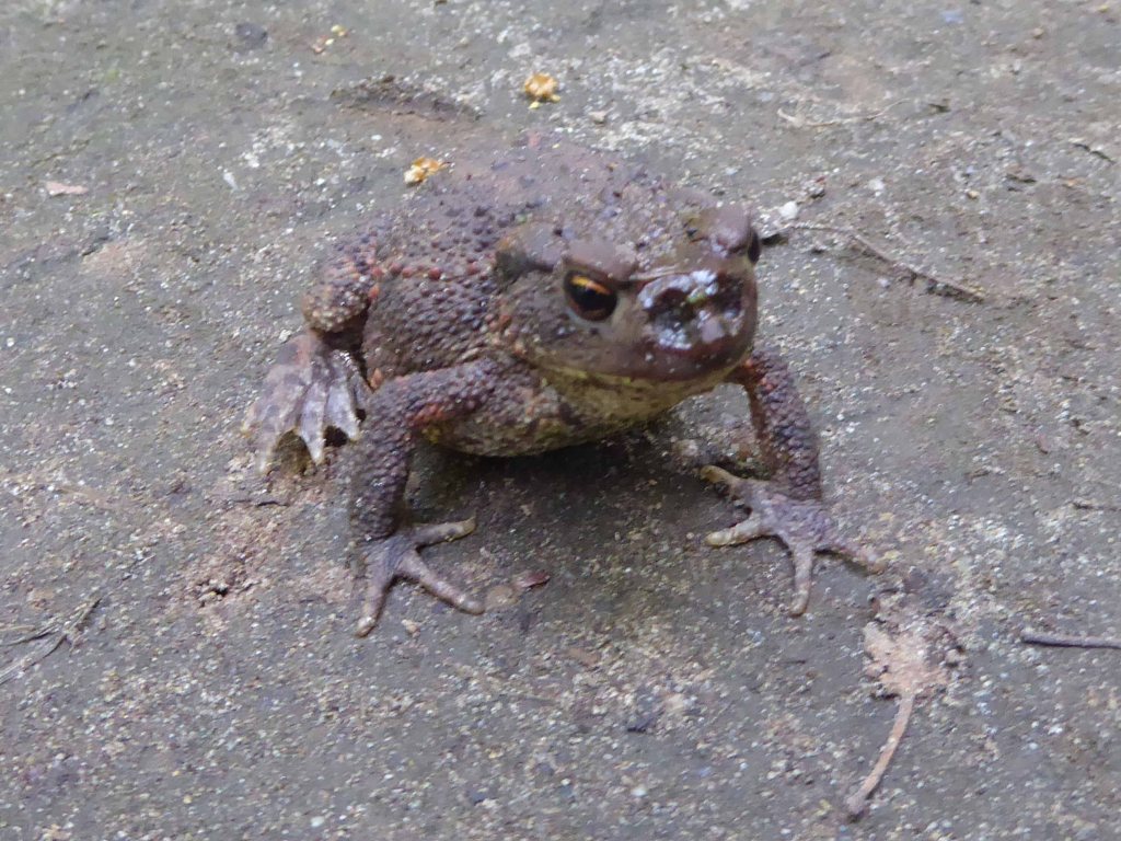 Neusgaten van de pad