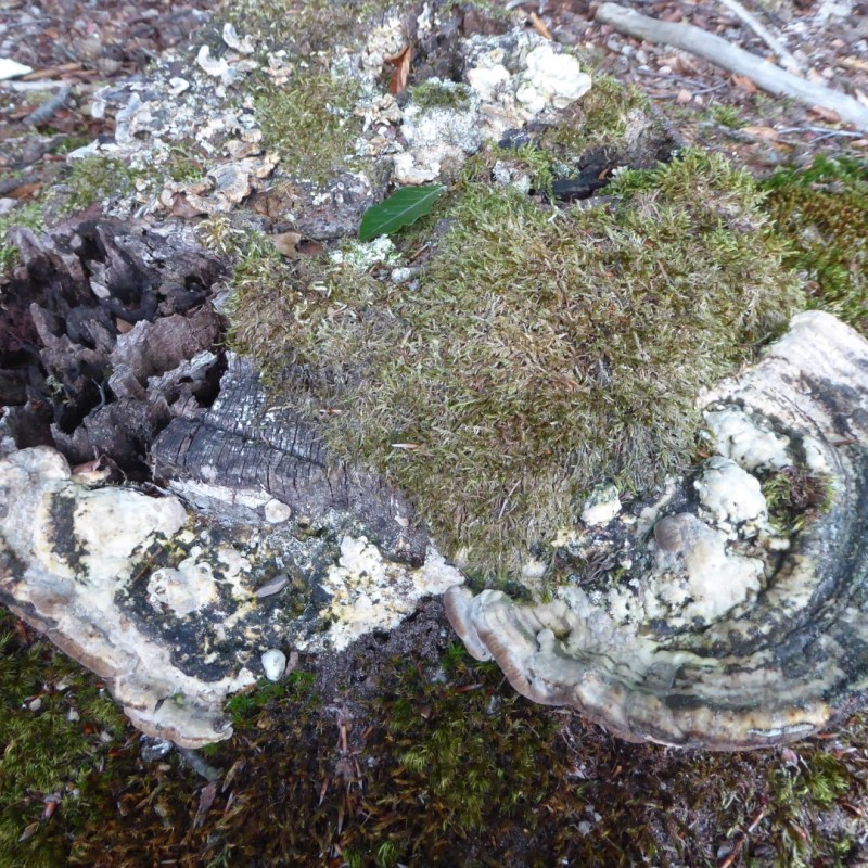 Paddenstoel van alle&nbsp;kanten