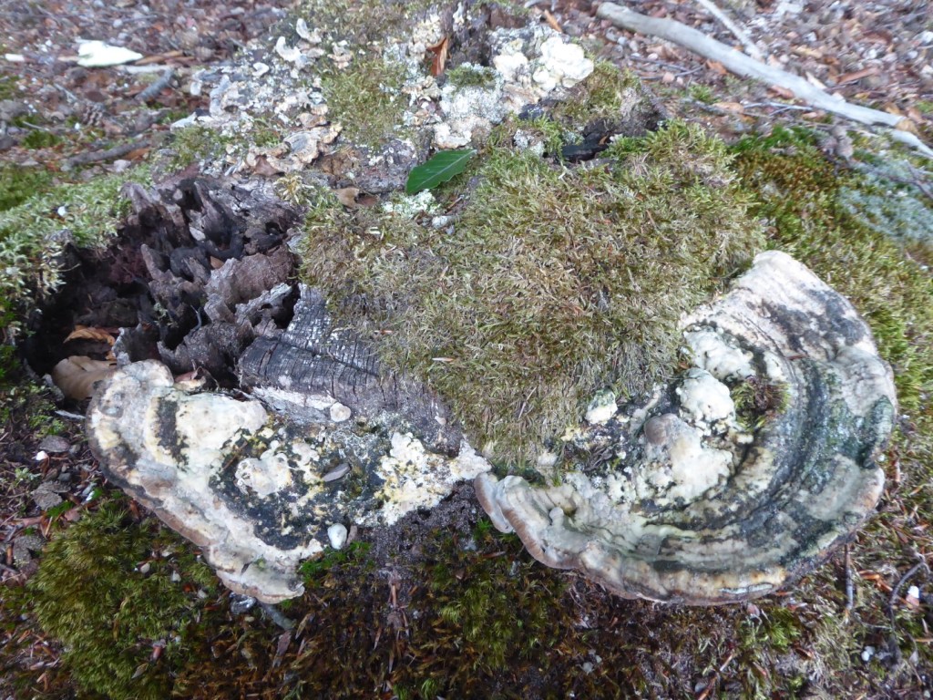 Paddenstoel van alle kanten