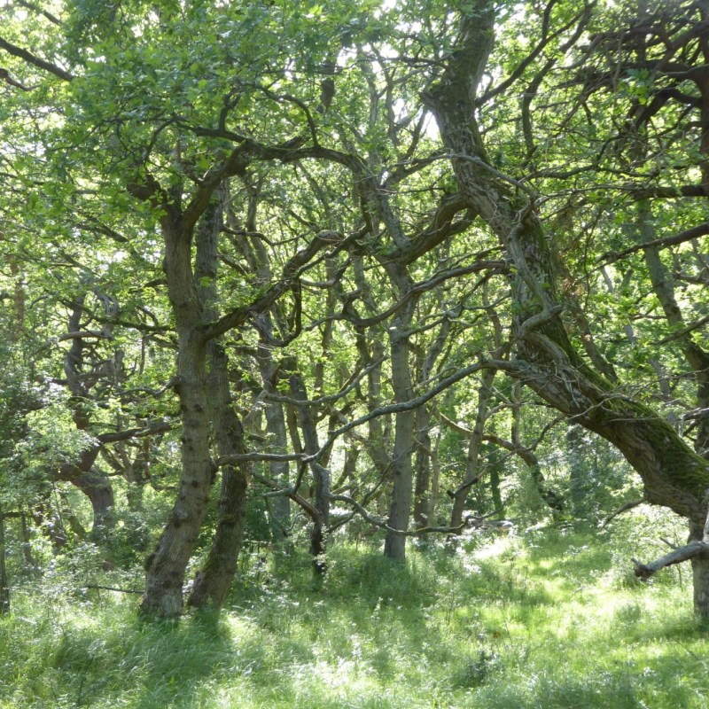 Meijendel, Wassenaar
