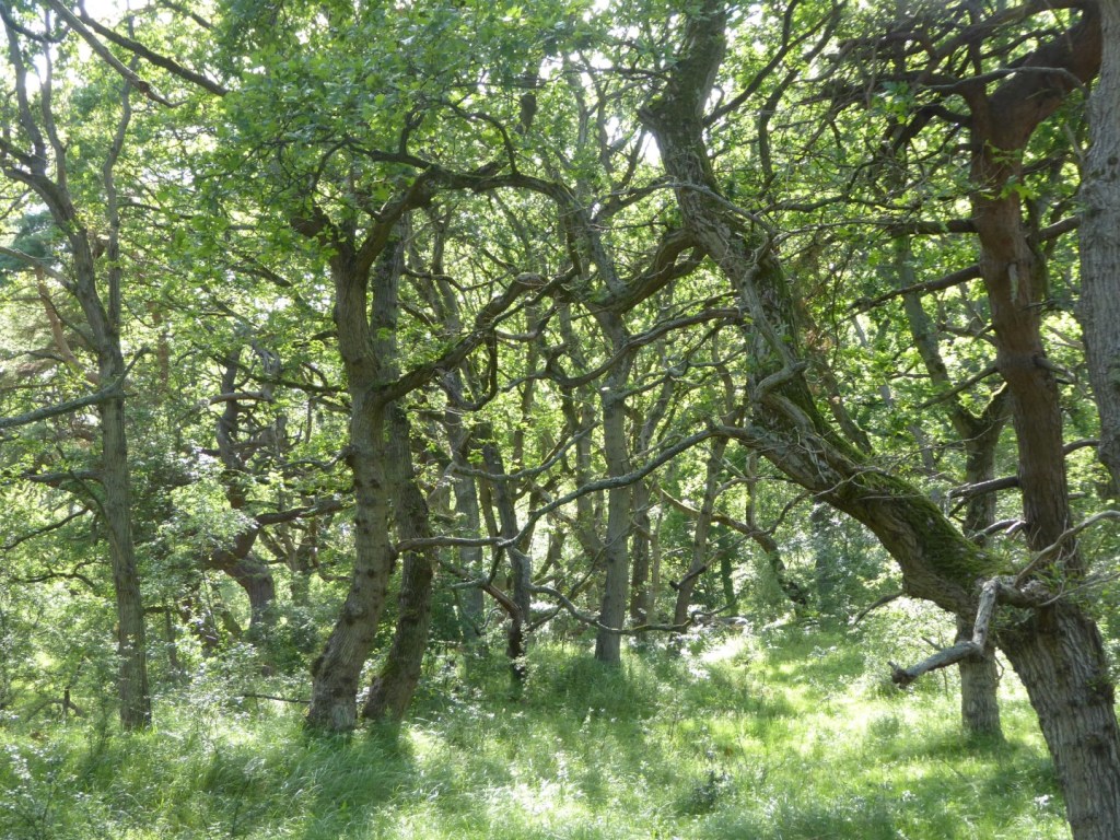 Meijendel, Wassenaar