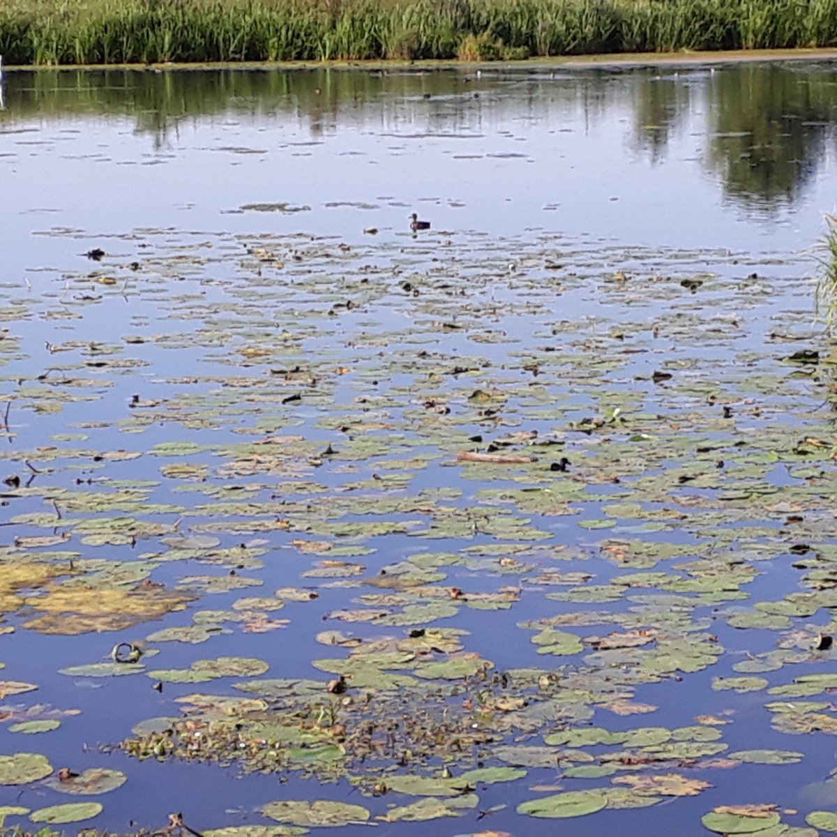 Natuurgebied De Onlanden,&nbsp;Drenthe