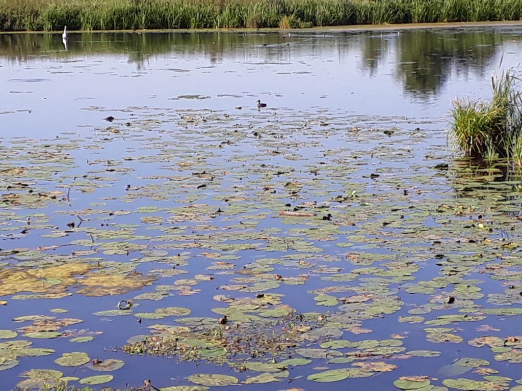 Natuurgebied De Onlanden, Drenthe