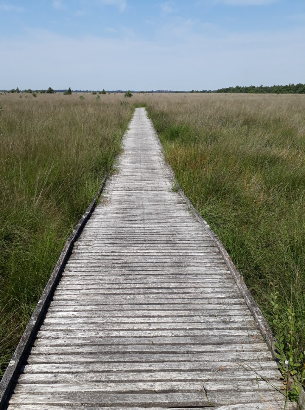 Fochtelooërveen, Drenthe