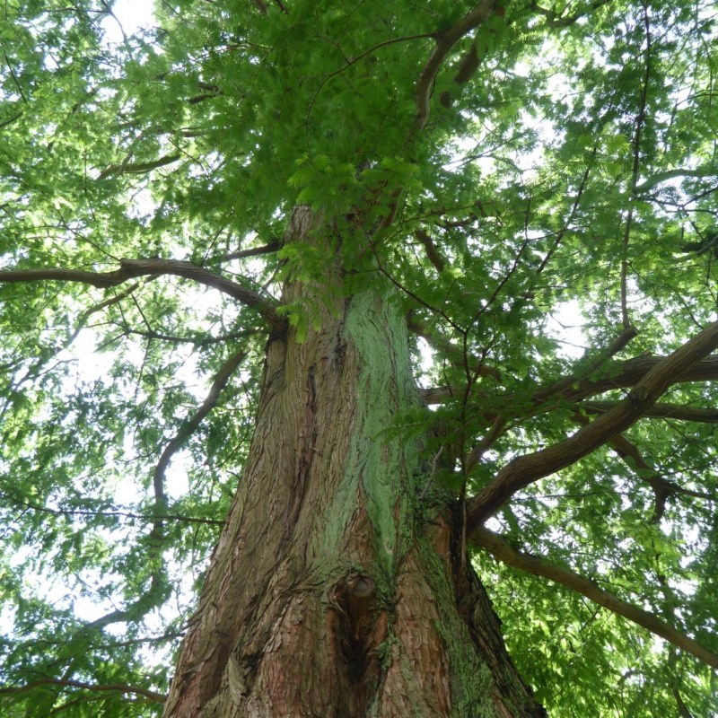 Botanische tuin, Delft