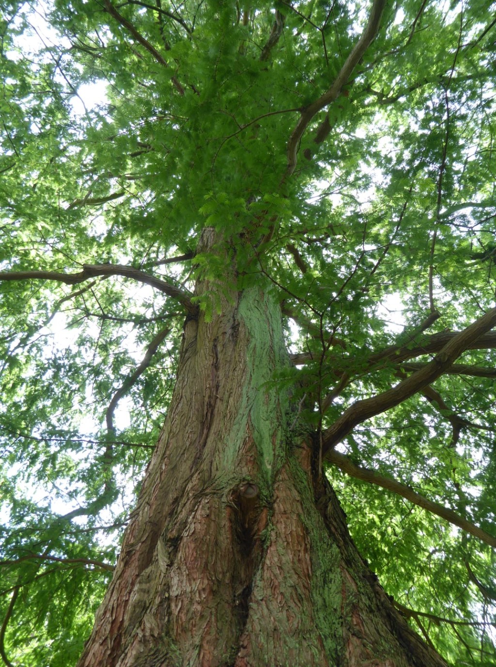 Botanische tuin, Delft