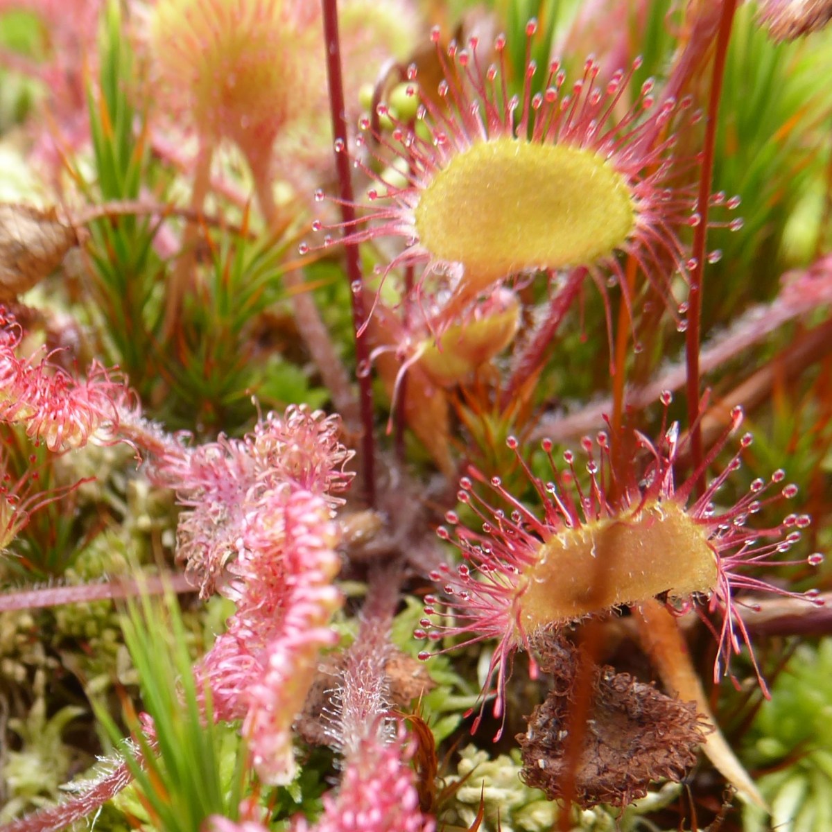 Miniatuurwereld, Botanische tuin&nbsp;Delft