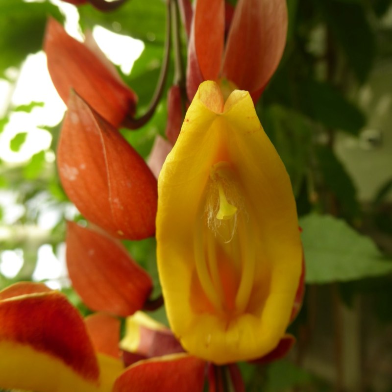 Bloemen, Botanische tuin&nbsp;Delft