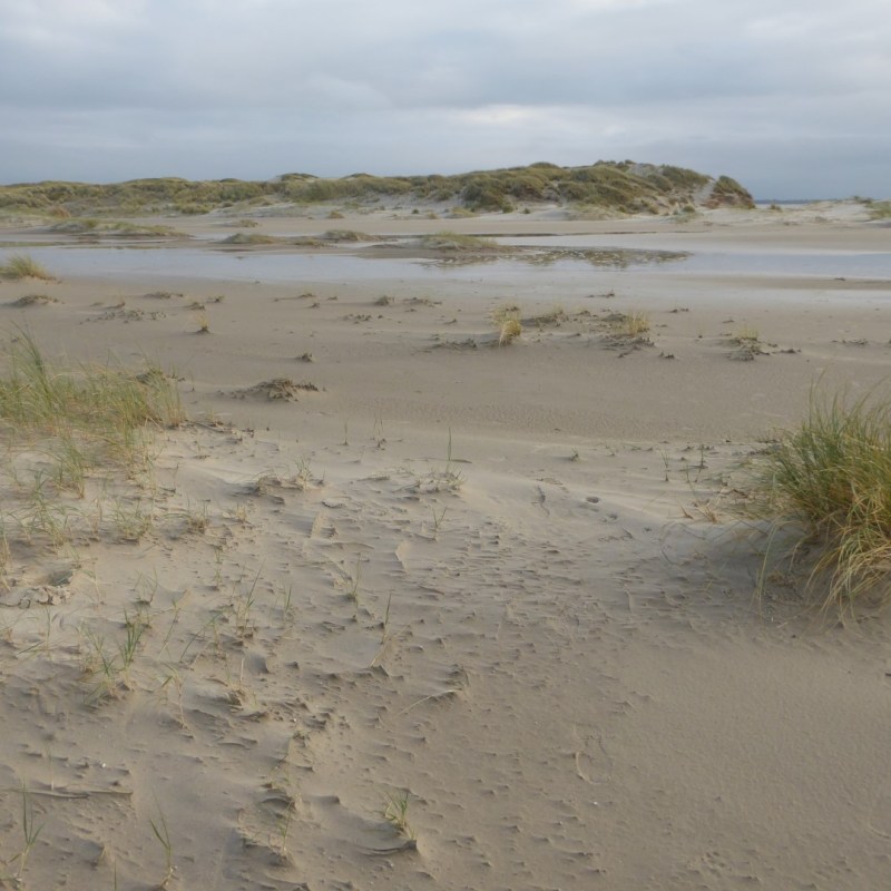 Nieuwe duinen, De Hors,&nbsp;Texel
